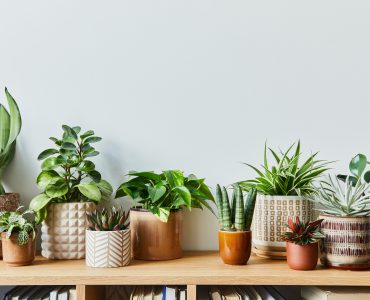 Sukkulenten: 10 Indoor-Sorten zum Anbau. Es wird sehr einfach sein