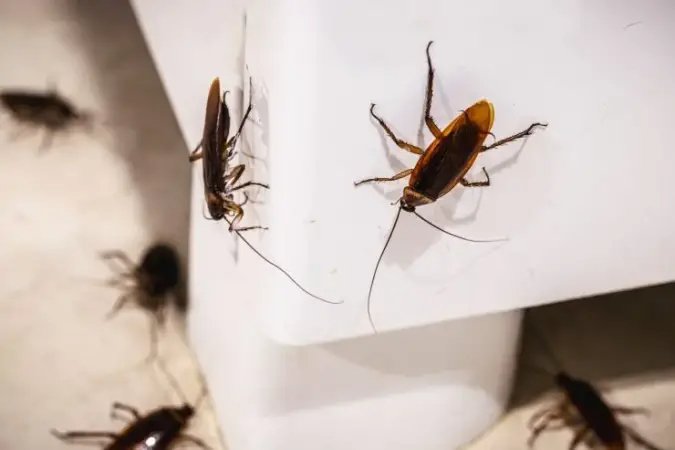 Kakerlaken und Kakerlaken im Haus? Mit diesem Mittel beseitigen Sie sie alle!
