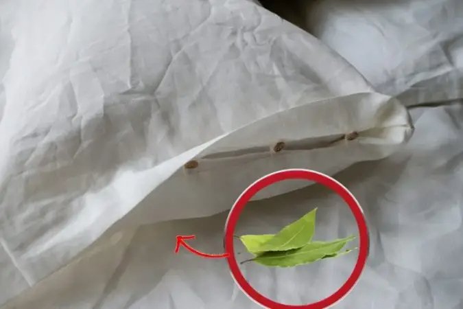 Legen Sie immer 2 Lorbeerblätter unter Ihr Kopfkissen, finden Sie heraus, warum! Das ist ein Game-Changer