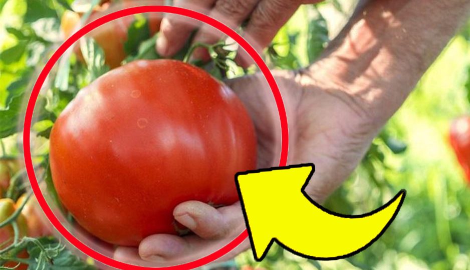 Große, saftige Tomaten, diesen Dünger verwende ich schon seit Jahren – das Geheimnis der Landwirte!
