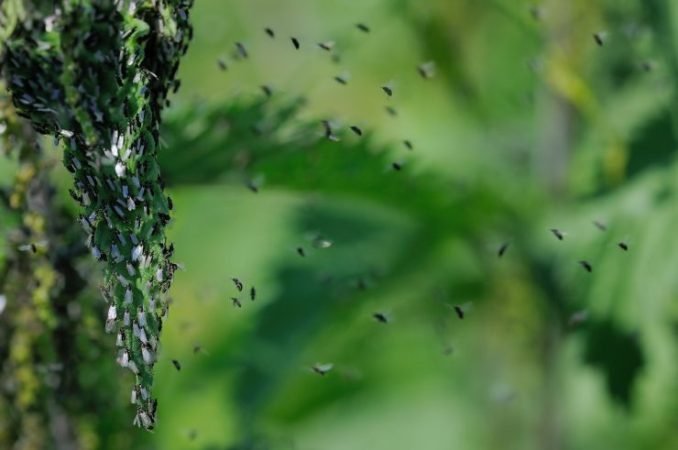 Seit der Anwendung dieser Methode sind Mücken kein Problem mehr