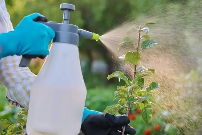 Super hausgemachtes Fungizid für Pflanzen: Es ist ungiftig und einfach herzustellen!