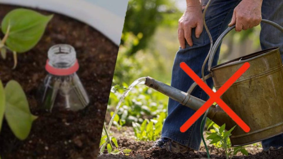 Gemüsegarten, Bewässerung ohne Wasser (oder fast): es ist möglich | Der fantastische kostenlose Gartenhack!