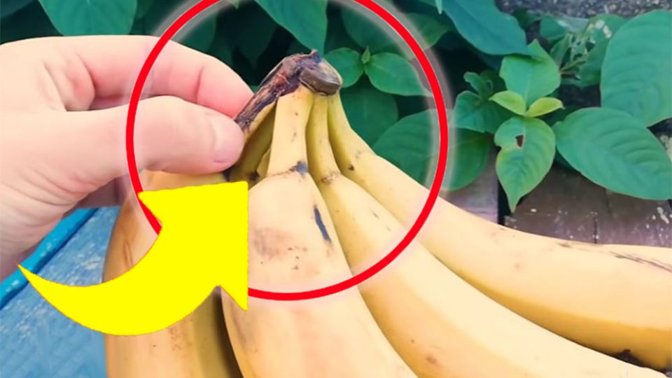 Banane, das ist der Teil, den man niemals wegwerfen sollte: “Sie ist Gold wert” | Hier ist, was Sie damit machen können!