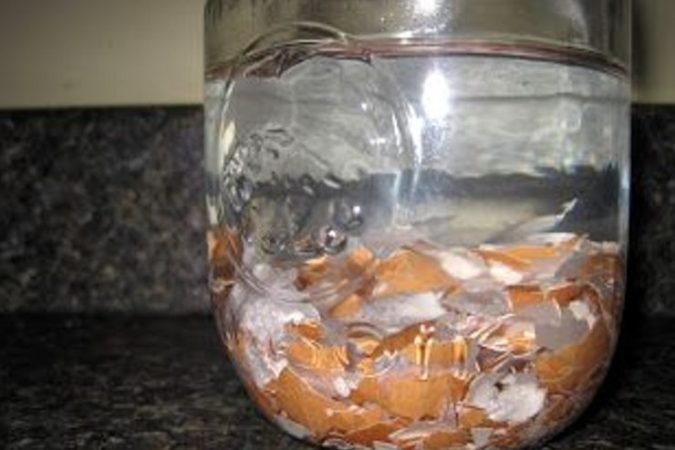 Weichen Sie Eierschalen in Wasser ein, weshalb es immer mehr Menschen tun!
