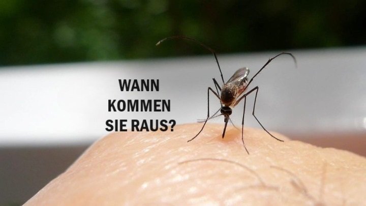 Mücken, wann kommen sie raus? Der entscheidende Moment: Jeder zeigt sich in diesem Moment