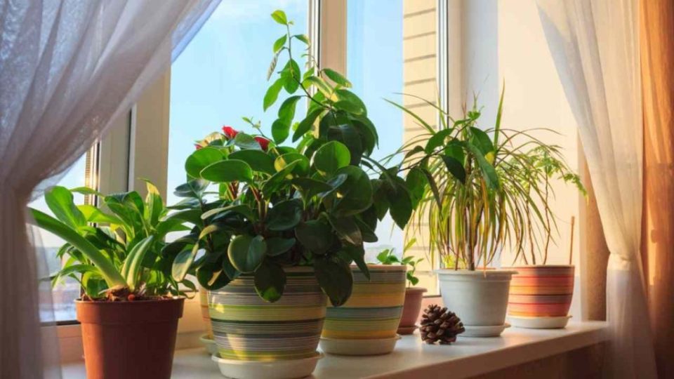 Diese schönen Pflanzen reinigen die Luft in Ihrem Zuhause und Sie sollten auch eine haben