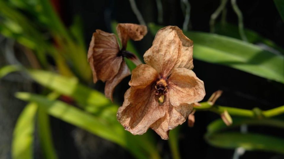 Wenn Sie plötzlich welke Orchideenblüten finden, ist das der Grund