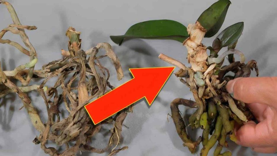 Nachdem Sie diesen Trick gesehen haben, werden Sie alte Orchideen nie wieder wegwerfen