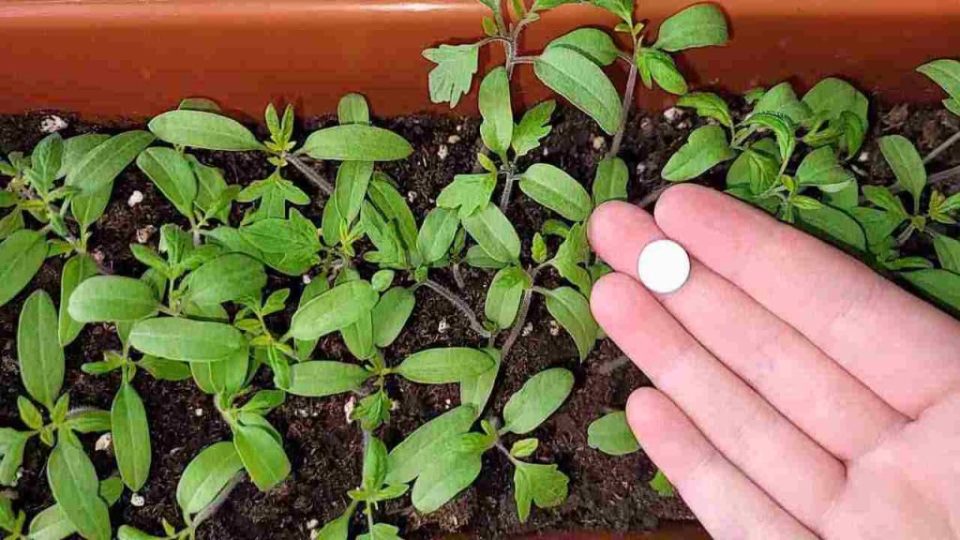Spenden Sie eine Super-Ernte, vergraben Sie sie in allen Pflanzen im Garten und Sie werden die Ergebnisse sehen