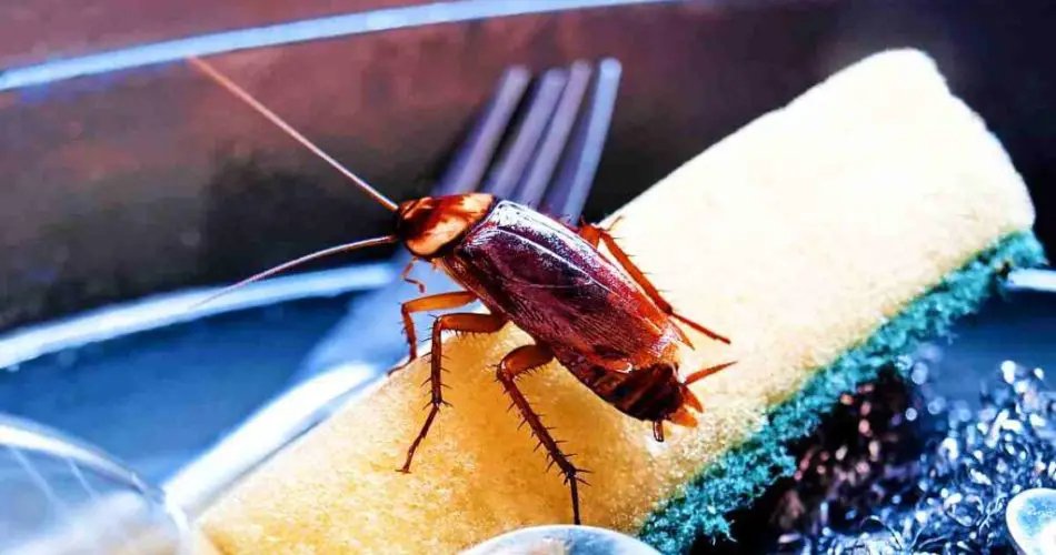 Wie man Kakerlaken mit einer chinesischen Methode erschreckt: Verwenden Sie eine Zitrone und…