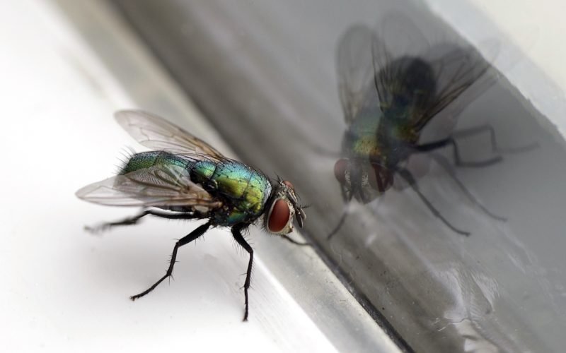 Fliegen: Ich bin sie mit der Wattebausch-Methode leicht losgeworden
