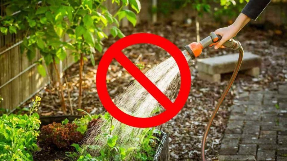 Du kannst dieses Gemüse (fast) OHNE WASSER anbauen, du stellst es immer auf den Tisch | Im Sommer werden Sie keine Probleme haben!