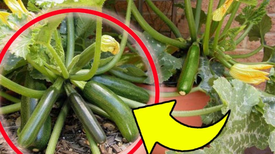 Zucchini, der Trick, um in wenigen Wochen eine dreifache Ernte zu erzielen (sogar in Töpfen): meine Großmutter hat es mir beigebracht!
