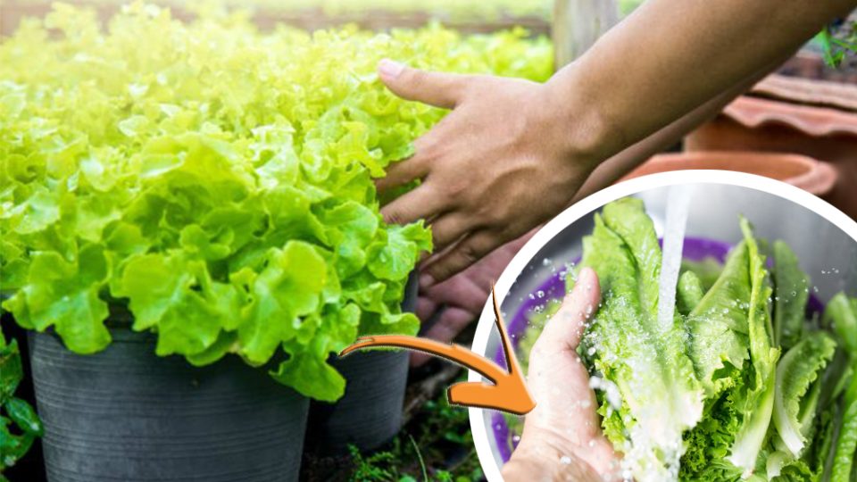 Salat: So frisch war es noch nie | Der Trick des Küchenchefs, um es tagelang intakt zu halten