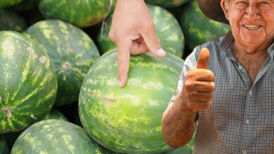 Wassermelone, noch nie so süß und saftig gekauft: der Trick der Bauern, um die reifste zu wählen