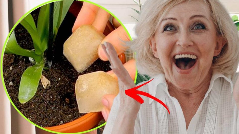 Eiswürfel, verrückt: Alle beeilen sich, sie auf Pflanzen zu geben | Der unerwartete Trick!