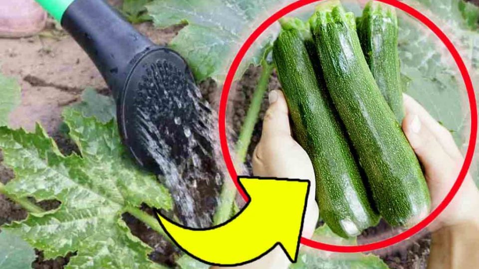 Zucchini brauchen die richtige Menge Wasser, um üppig zu wachsen – das Geheimnis der Bauern!