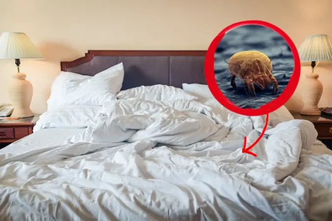 Matratzenmilben, wie man sie im Handumdrehen loswird – super effektive Methode!