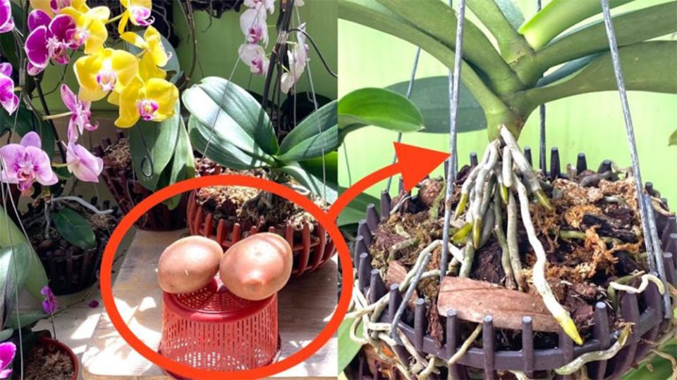 Starke Orchideen mit üppigen Blüten und schnellem Wachstum? Nimm die Kartoffel, das ist der Trick!