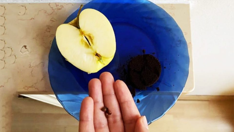 Der coole Trick, einen Apfel in Kaffeesatz zu pflanzen! Unglaublich