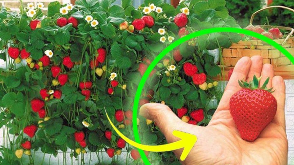 Erdbeeren, bauen Sie sie zu Hause an und lassen Sie sie endlose Früchte tragen, ohne 1 Euro auszugeben | Das ist der Trick!