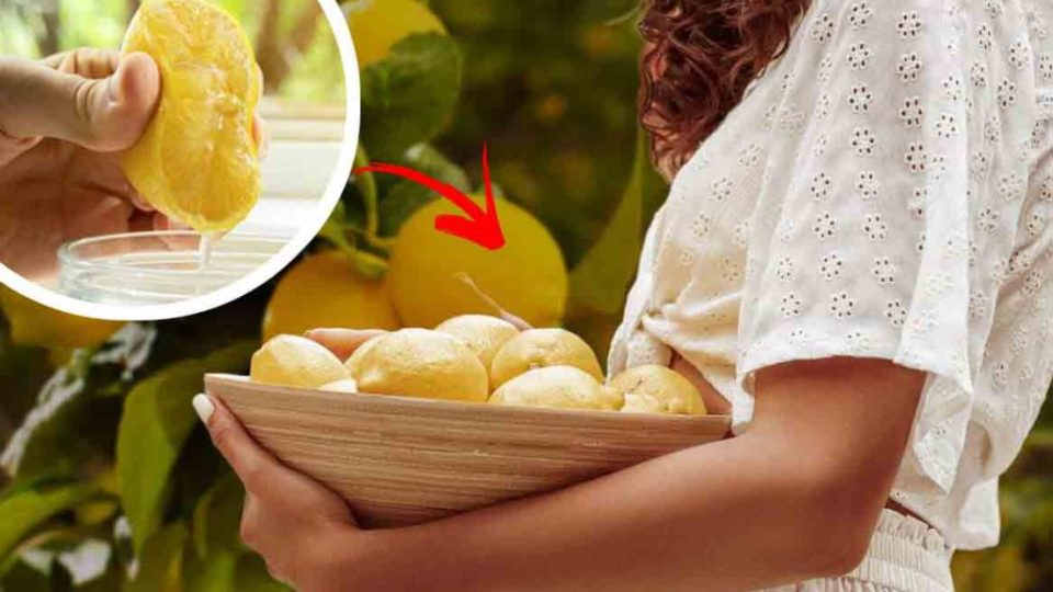 Zitronenbaum, den ganzen Sommer über voller Früchte: besser als der in der Gärtnerei | Ich hatte noch nie Zitronen gegessen, die so groß und saftig sind.
