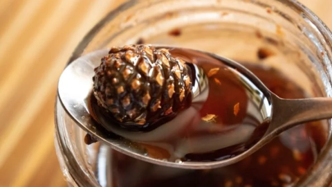 Tannenzapfenmarmelade: Omas Rezept, das nach Wald duftet.