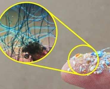 Alarm für Mikroplastik in Schweine- und Rindfleisch mit Migration in die Kuhmilch. Das sind die Ergebnisse der Forschung