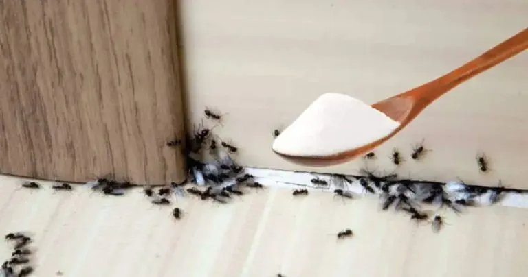 Ameisen, dieses Grundnahrungsmittel in der Speisekammer, lässt sie laufen