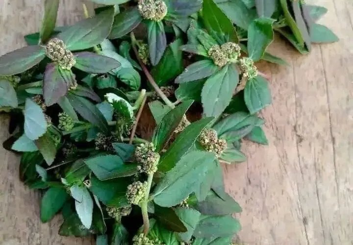 Euphorbia Hirta: Ein Geheimnis, das Ihnen nie jemand verraten wird ~ Danke später