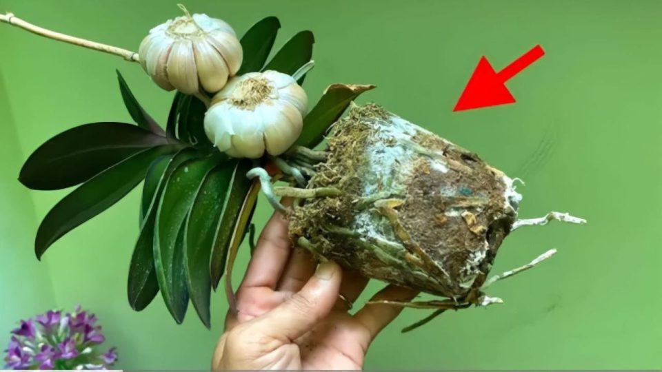 Orchidee, wenn Sie die Pflanze auch in vollen Zügen genießen, ist die Schriftart noch nie so schön