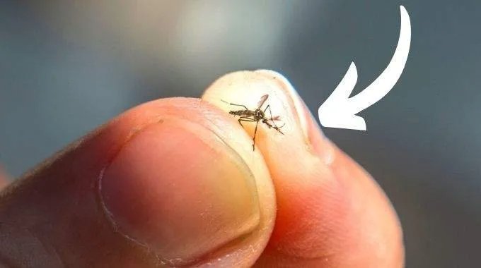 Trick, um eine Mücke zu finden (und zu töten), die sich im Schlafzimmer versteckt
