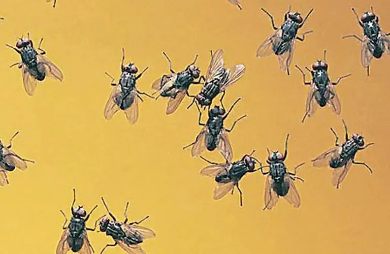 Fliegen in der heißen Jahreszeit beseitigen: Eine zuverlässige Methode ohne Wasserflaschen