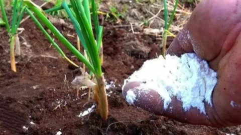 Füttern Sie Zwiebeln im Juni mit diesem Dünger – sie werden jedes Jahr wachsen