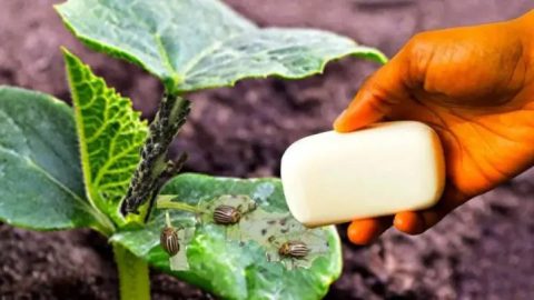 Wenn es Ihr Ziel ist, Blattläuse von Pflanzen zu eliminieren, ist dies das beste Insektizid
